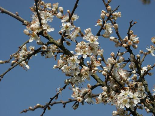 Blackthorn Sloe