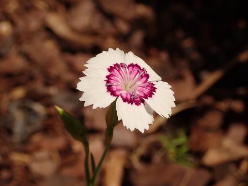 Dianthus Arctic Fire