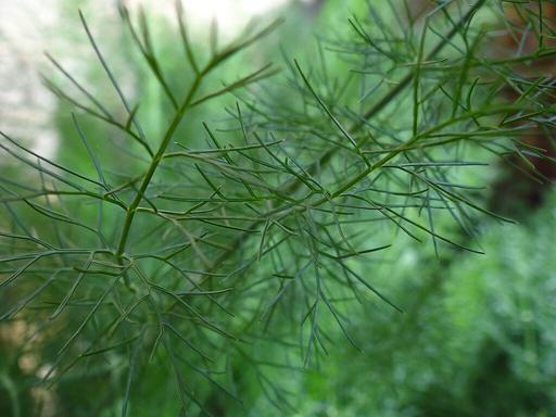 Fennel - Live Herb