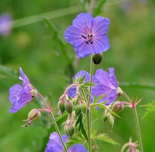 Geranium Meadow Cranesbill