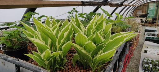 Hosta
