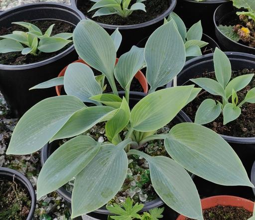 Hosta Hadspen Blue