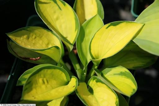 Hosta Rainforest Sunrise