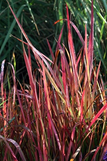 [Japanese Blood Grass] Imperata Red Baron