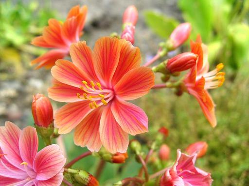 Lewisia