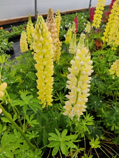 Lupins Gallery Yellow