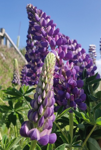 Lupins The Governor - Purple