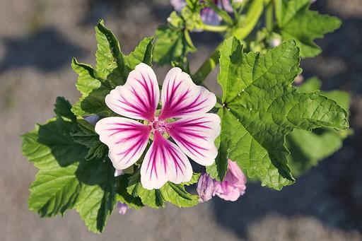 Malva Sylvestris Zebrina