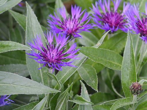 Mountain Cornflower
