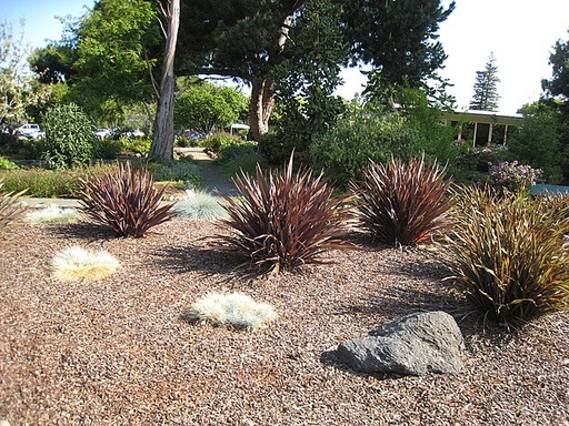 [Phormium Evening Glow] New Zealand Flax Evening Glow