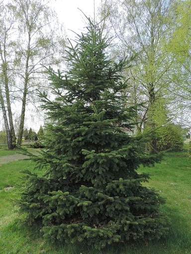 Nordmann Fir