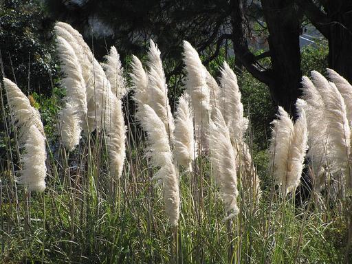 Pampas Grass 