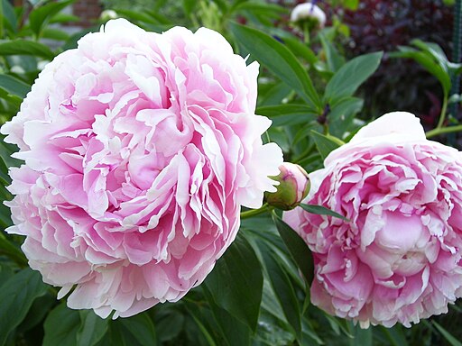 Peony Sarah Bernhardt